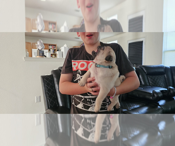Medium Photo #7 Pug Puppy For Sale in DENTON, TX, USA
