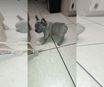 Small #1 French Bulldog