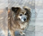 Small #5 Papshund