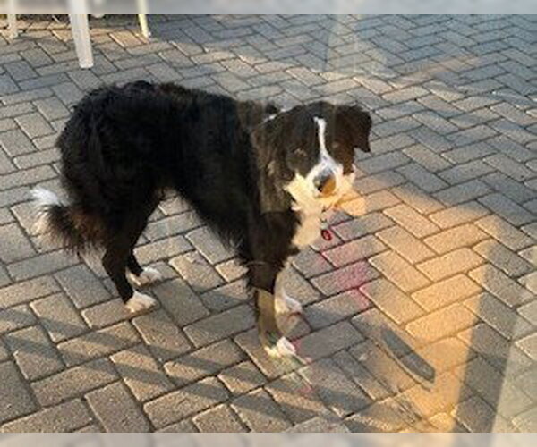 Medium Photo #8 Collie-Unknown Mix Puppy For Sale in Wakefield, RI, USA