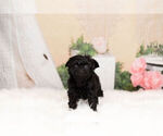 Puppy 8 Poodle (Toy)-Yorkshire Terrier Mix