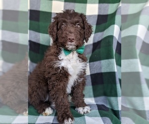 Aussiedoodle Puppy for sale in PORT DEPOSIT, MD, USA