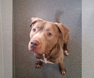 Mutt Dogs for adoption in Low Moor, VA, USA