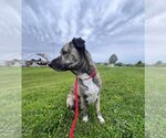 Small #2 Anatolian Shepherd Mix