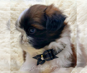 Shih Tzu Puppy for sale in JACKSONVILLE, FL, USA