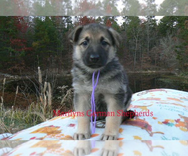 Medium Photo #6 German Shepherd Dog Puppy For Sale in PIEDMONT, MO, USA