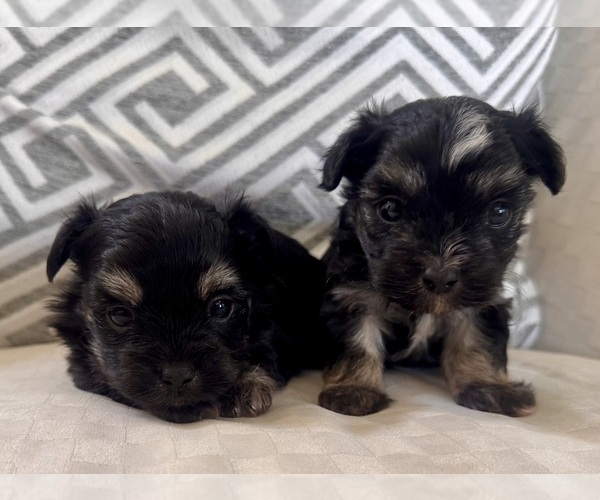 Medium Photo #9 Morkie Puppy For Sale in SANTA MARIA, CA, USA