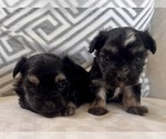 Small #8 Morkie