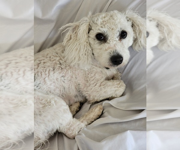 Medium Photo #1 Zuchon Puppy For Sale in WINDSOR, CO, USA