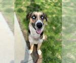 Small #5 Siberian Husky Mix