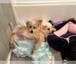 Small Photo #10 Airedale Terrier-Silky Terrier Mix Puppy For Sale in Atlanta, GA, USA