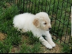 Small Photo #2 Goldendoodle Puppy For Sale in WICHITA, KS, USA