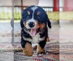 Small Photo #2 Bernese Mountain Dog Puppy For Sale in OREGON CITY, OR, USA