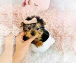 Small #2 Yorkshire Terrier