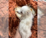 Small Photo #18 Pomsky Puppy For Sale in GOLDEN VALLEY, AZ, USA