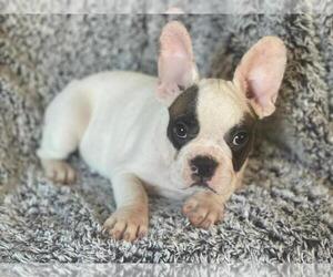 French Bulldog Puppy for sale in BOSTON, MA, USA