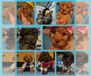 Golden Retriever-Poodle (Toy) Mix Puppy for sale in LAREDO, TX, USA
