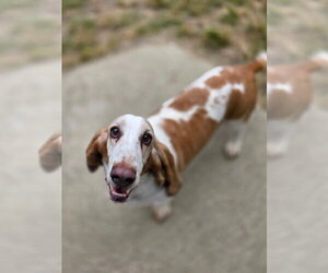Frank - Male Basset Hound Dog for Adoption - Photo #3
