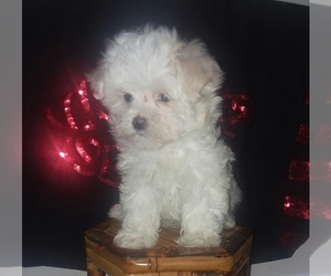 Maltipoo Puppy for sale in MEBANE, NC, USA