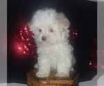 Small Maltipoo