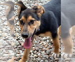 Small Photo #10 Mutt Puppy For Sale in Rockaway, NJ, USA