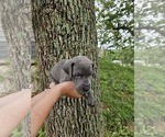 Small #10 Great Dane