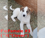 Small #2 German Shepherd Dog-Siberian Husky Mix