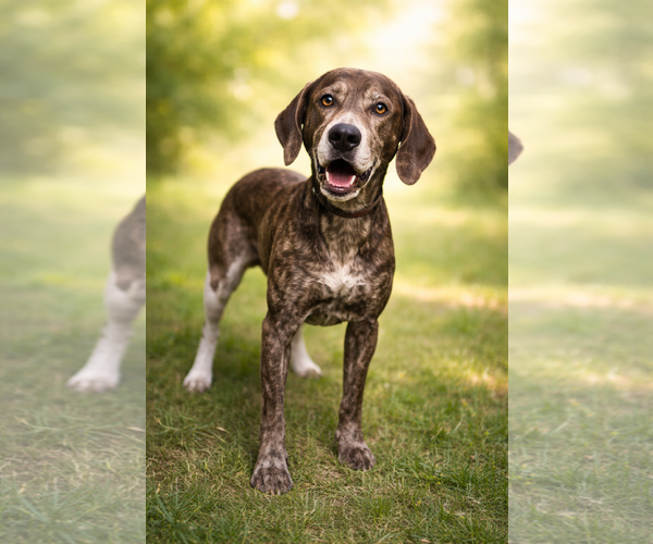 Medium Photo #4 Beagle-Unknown Mix Puppy For Sale in Rustburg, VA, USA