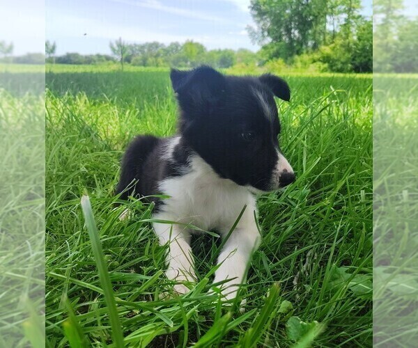 Medium Photo #113 Border Collie Puppy For Sale in NORBORNE, MO, USA
