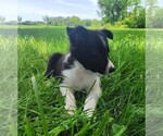 Small Photo #113 Border Collie Puppy For Sale in NORBORNE, MO, USA