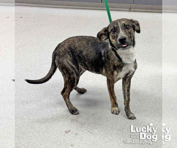 Medium Photo #2 Labrador Retriever-Unknown Mix Puppy For Sale in Washington, DC, USA