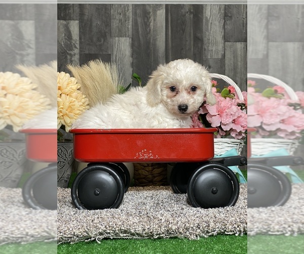 Medium Photo #3 Bichon Frise Puppy For Sale in CANOGA, NY, USA
