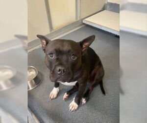 Boxer-Unknown Mix Dogs for adoption in Glen Allen, VA, USA