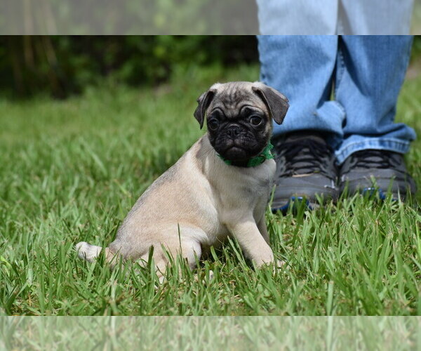 Medium Photo #5 Pug Puppy For Sale in PALM COAST, FL, USA