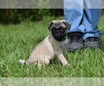 Small #4 Pug