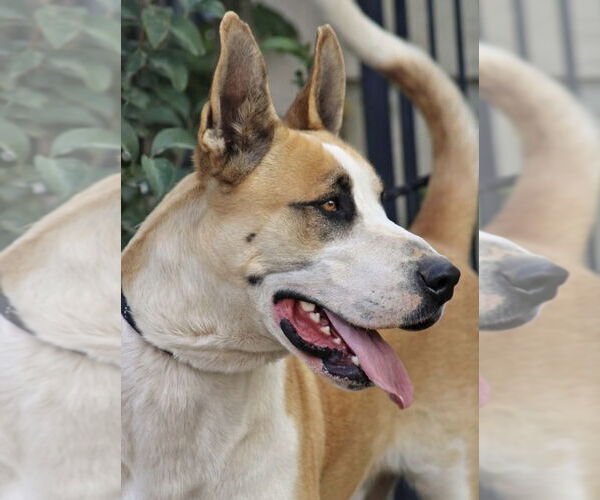 Medium Photo #4 Great Dane-Unknown Mix Puppy For Sale in Los Angeles, CA, USA