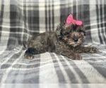 Small #4 YorkiePoo