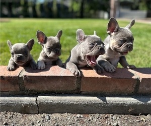 French Bulldog Litter for sale in MODESTO, CA, USA