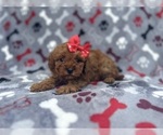 Small #1 Cavapoo