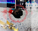 Image preview for Ad Listing. Nickname: LV