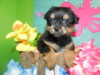 Small Photo #1 Yoranian Puppy For Sale in HAMMOND, IN, USA