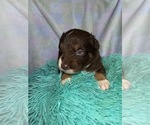 Small Photo #4 Australian Shepherd Puppy For Sale in MUNFORDVILLE, KY, USA