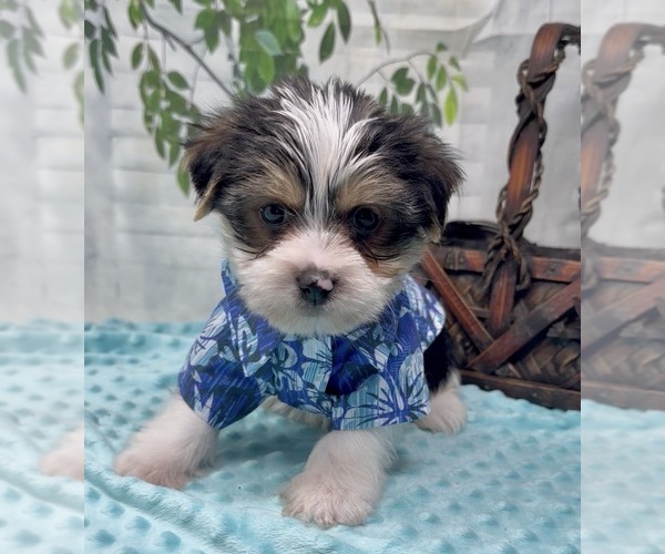 Medium Photo #24 Shorkie Tzu Puppy For Sale in SELLERSBURG, IN, USA