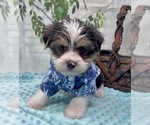 Small Photo #24 Shorkie Tzu Puppy For Sale in SELLERSBURG, IN, USA