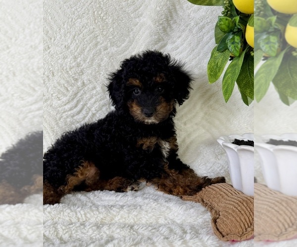 Medium Photo #3 Cock-A-Poo Puppy For Sale in GREENFIELD, IN, USA