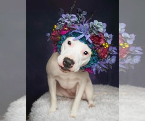 Thia - Female American Pit Bull Terrier-Unknown Mix Dog for Adoption - Photo #2