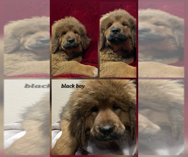 Medium Photo #2 Tibetan Mastiff Puppy For Sale in MONUMENT, CO, USA