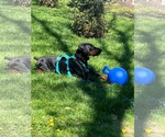 Small #10 Doberman Pinscher