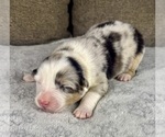 Small Photo #53 Australian Shepherd Puppy For Sale in SALISBURY, NC, USA