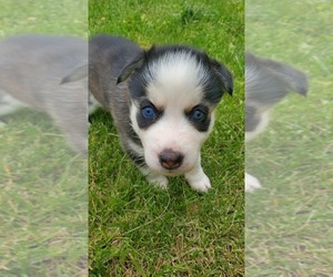 Siberian Husky Puppy for sale in TAYLOR, MI, USA